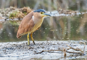 Nankeen Night Heron