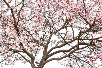 A blooming apple trees in spring. Blooming spring tree background. Pink floral background. Pink flowers of apple tree. Belarus, Minsk.