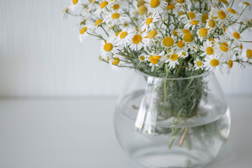 Bouquet of daisies in a vase. Beautiful wild chamomile in a glass vase on the white background. Minimalist home decoration detail.
