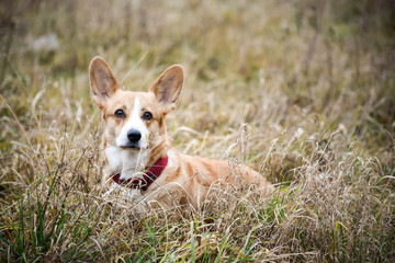 welsh corgi pembroke zabawa psów w lesie i na łące