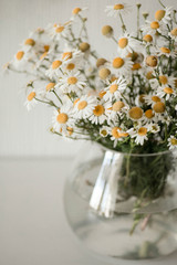 Bouquet of daisies in a vase. Beautiful wild chamomile in a glass vase on the white background. Minimalist home decoration detail.
