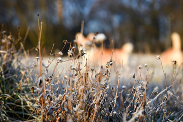 Tło z welsh corgi pembroke jesienne krajobrazy i szron