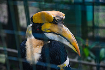 Hornbill bird in park. Kuala Lumpur, Malaysia