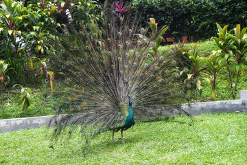 Indian peafowl in Bird Park Kuala Lumpur. Malaysia