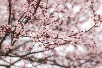 A blooming apple trees in spring. Blooming spring tree background. Pink floral background. Pink flowers of apple tree. Belarus, Minsk.