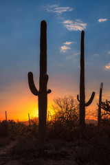 Saguaros cactus at sunset in Sonoran Desert near Phoenix, Arizona.