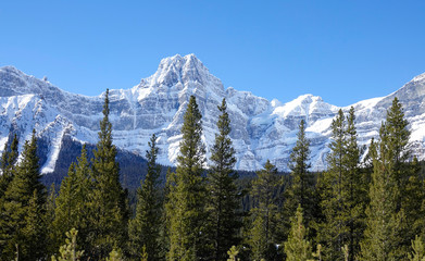 DRONE: Scenic view of Rocky Mountains towering above the pine woods in Banff.