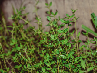 Thyme, mother-of-thyme, Thymian growing in the garden