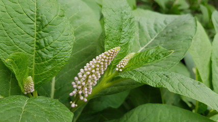 Green leaf. Long shape flowers with small white buds closeup on green leaves background. Blooming flowers of fresh garden bush. Natural herbal backdrop.