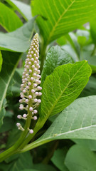 Closeup of a plant. Pyramid shape flower with small white buds closeup on green foliage background. Blooming flower of fresh garden bush. Natural herbal backdrop.