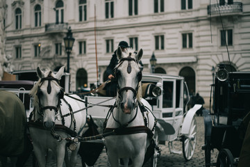 Obraz premium WHITE HORSE CARRIAGE VIENNA AUSTRIA EUROPE