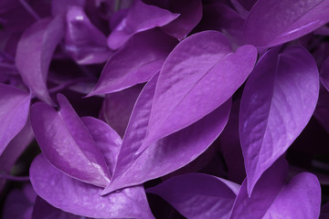 Dark Purple Violet nature of Devil’s ivy, Golden pothos, Hunter’s-robe or    Epipremnum aureum green leaf of tropical plants abstract background - Tropical leaf backdrop and beautiful detail