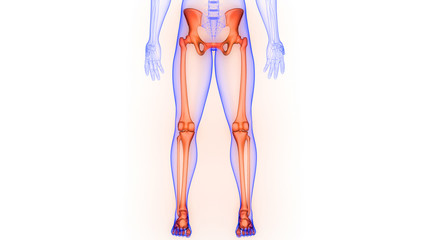 Lower Limbs Bone Joints of Human Skeleton System Anatomy 3D Rendering