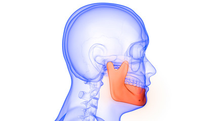 Mandible Bone Joints of Human Skeleton System Anatomy 3D Rendering