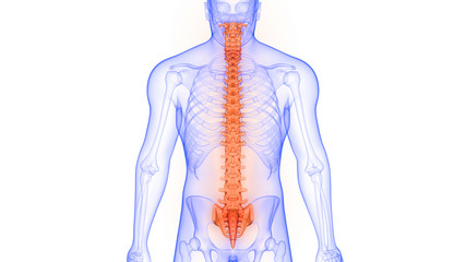 Vertebral Column of Human Skeleton Anatomy X-ray 3D rendering
