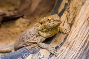 Bearded Dragon Chameleon Lizard In A Desert