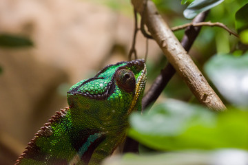 green Chameleon On The Branch