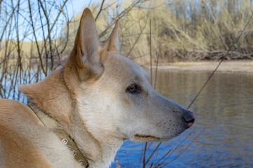 beautiful smart red hunting dog stands on the banks of the river and looks into the distance