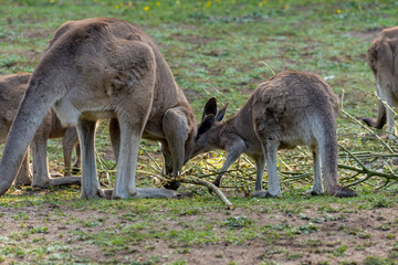 Yellow-Footed Rock Wallaby - Petrogale Xanthopus - Australian Kangaroo Sittin