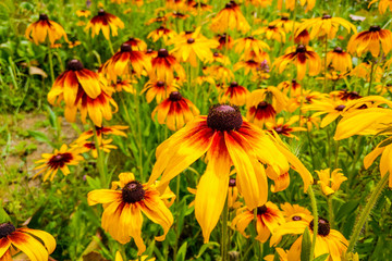 black eyed susan flowers in garden. Nature. Spring.
