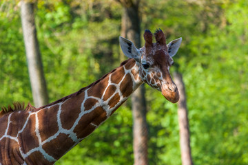 Shot Of A Cute Giraffe With A green In The Background