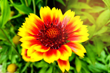 Flower - closeup of an indian blanket with copy-space.