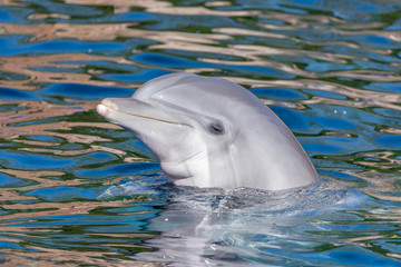 Happy Dolphin Smiling In The Blue Water