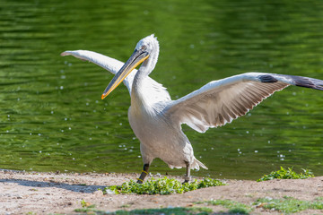 White Pelican In Captivity Pelecanus Onocrotalus