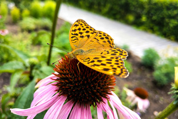 Beautiful butterfly on colorful flower in the garden.