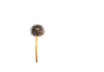 Echinacea flower. Dry plant with needles and thorns on a white isolated background.