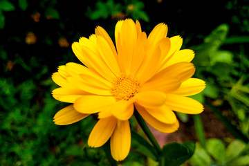 Calendula flower and leaf Calendula officinalis, pot, garden or English marigold plant, nature green background. Calendula flower on summer day.