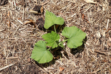 a young green pumpkin plant on straw bed of mulch viewed from above