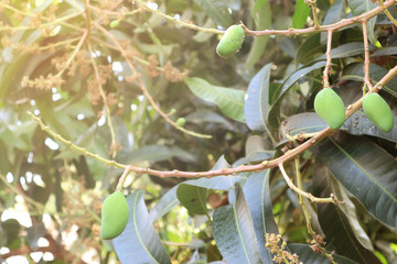 Organic mango on the tree and sunlight in the garden