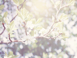 spring background of flowering tree and leaves