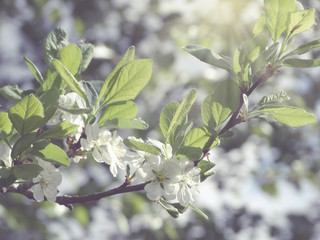 spring background of flowering tree and leaves