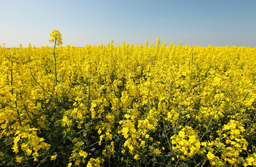 Rapeseed field detail with sky