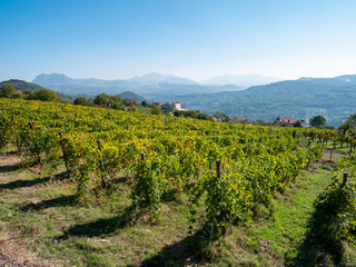 a beautiful vineyard of Greco di Tufo wine, an excellent Italian white wine DOCG