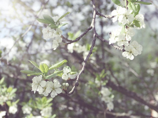 spring background of flowering tree and leaves