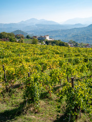 Fototapeta na wymiar a beautiful vineyard of Greco di Tufo wine, an excellent Italian white wine DOCG