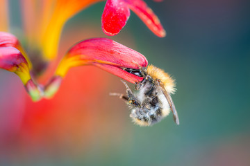 Bee pollinates garden Montbretie - Crocosmia Lucifer