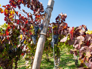 a beautiful vineyard of Aglianico of Taurasi wine, an excellent Italian red wine DOCG