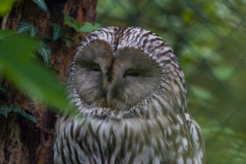 A Beautiful Great Grey Owl Strix Nebulosa Sitting On His Perch
