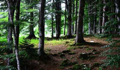 walking in the forest