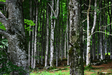 trees in the forest