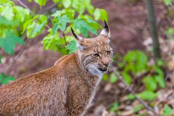 Naklejka na ściany i meble Lynx Looks With Predatory Eyes From The Shelter