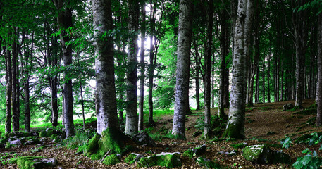 path in the forest