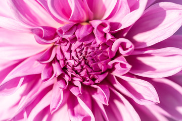 Macro of a pink dahlia