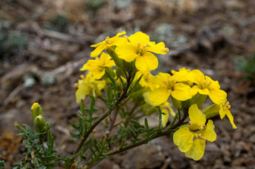 Many white daisies in top view of meadow, several Bird's-eye Speedwell also visible (Bellis perennis and Veronica chamaedrys)