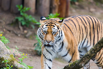 Obraz premium Close Up Tiger In Jungle The Danger Animal.