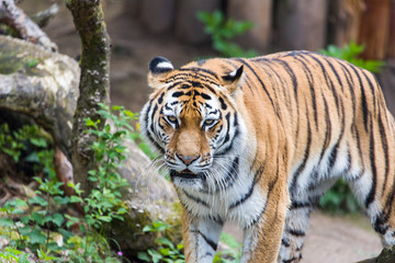 Close Up Tiger In Jungle The Danger Animal.